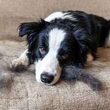 dog laying down